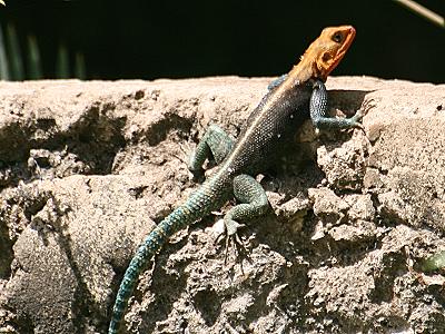 Agama