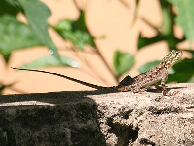 Agama