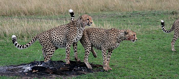 Gepard