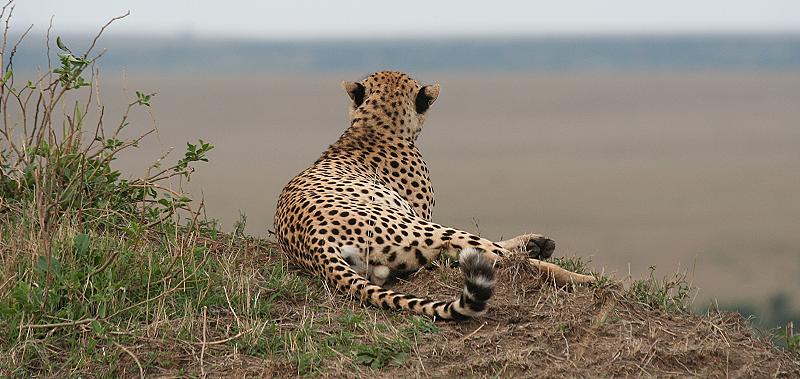 Gepard
