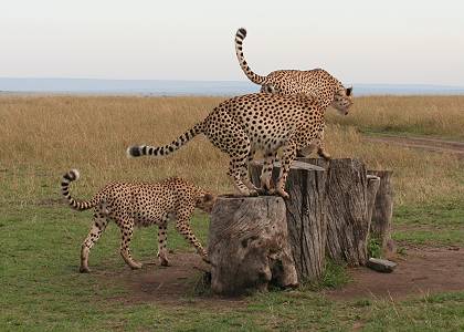 Gepard