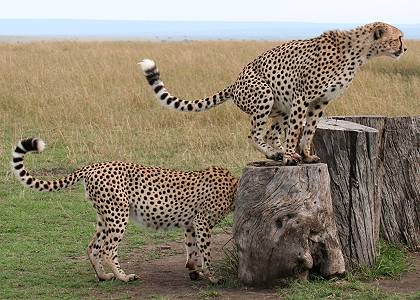 Gepard