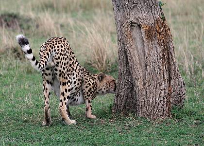 Gepard