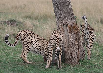 Gepard