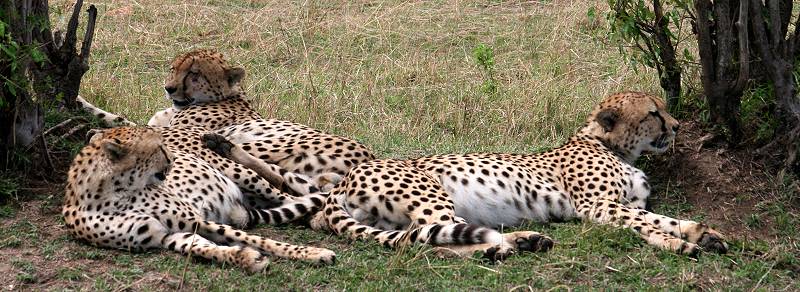 Gepard