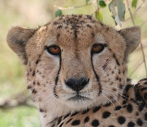 Gepard