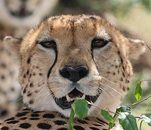Gepard