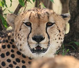 Gepard