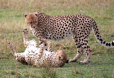 Gepard