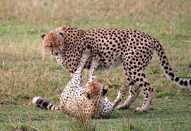 Gepard