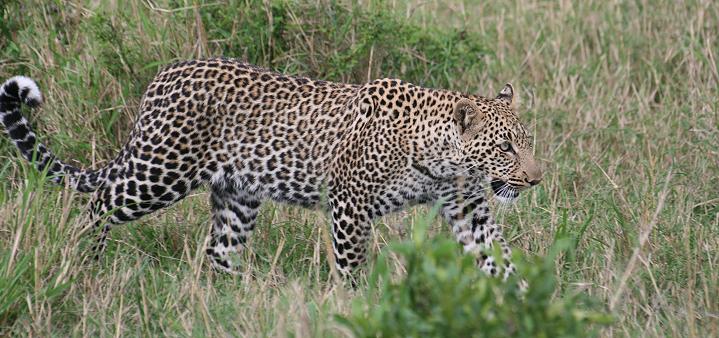 Leopard