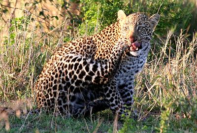 Leopard
