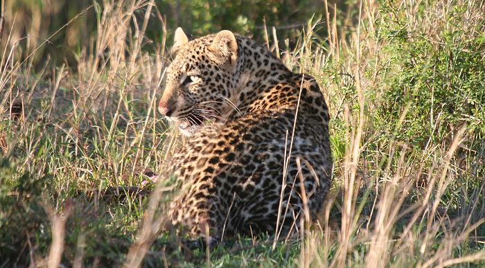 Leopard