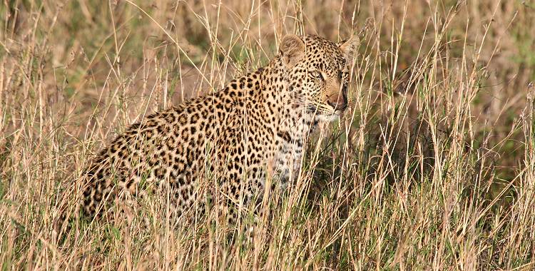 Leopard