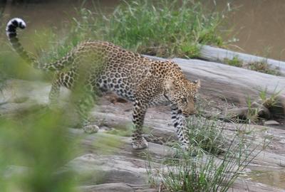 Leopard