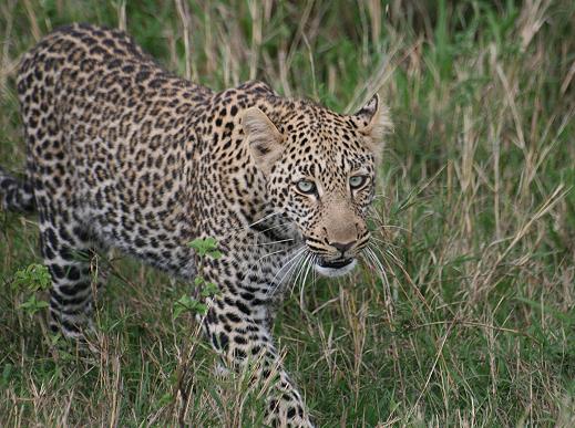 Leopard
