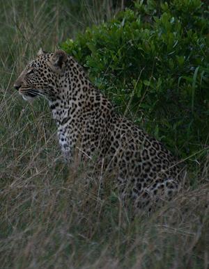 Leopard