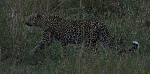 Leopard