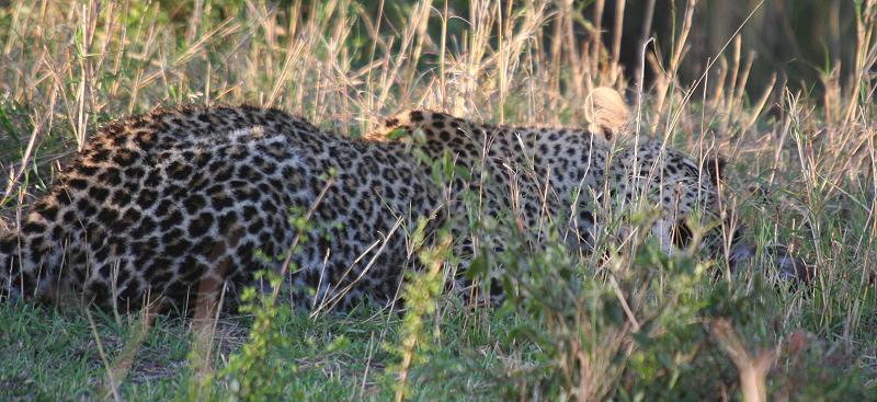 Leopard