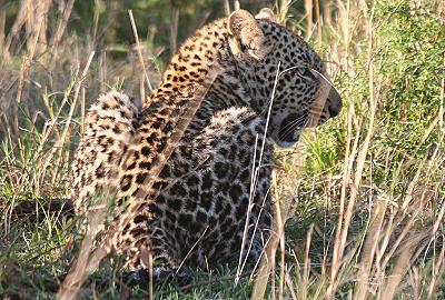 Leopard