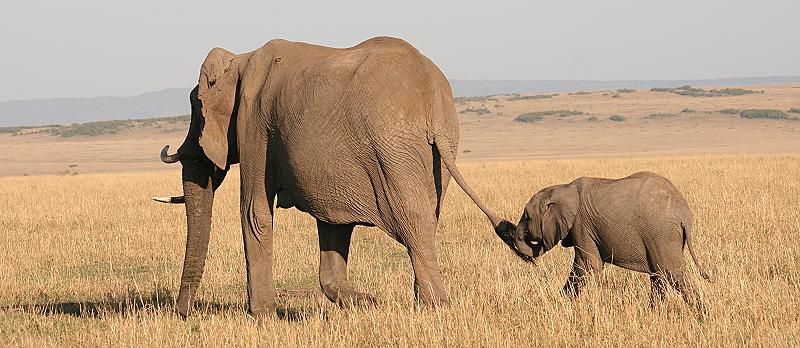 Afrikanischer Elefant (Loxodonta africana)