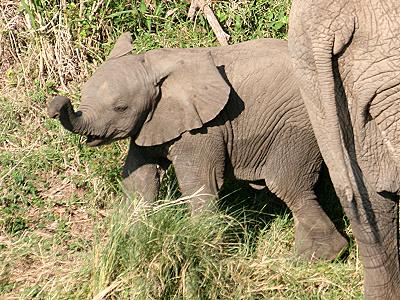 Afrikanischer Elefant (Loxodonta africana)