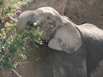 Afrikanischer Elefant (Loxodonta africana)