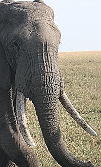 Elefant