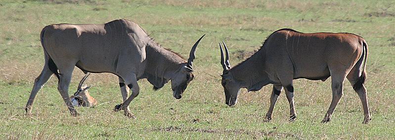 Elendantilope