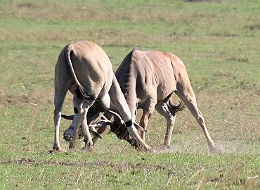 Elendantilope
