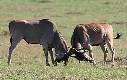 Elendantilope