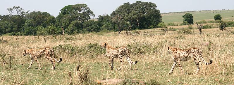 Gepard