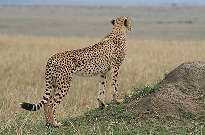 Gepard