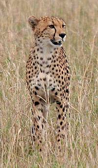 Gepard