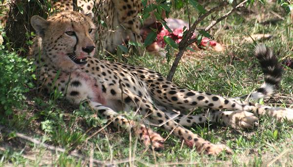 Gepard