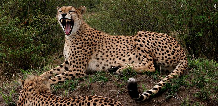 Gepard