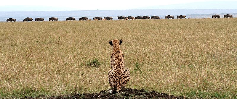 Gepard