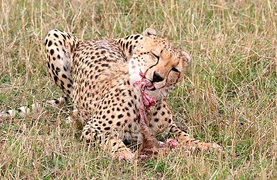 Gepard