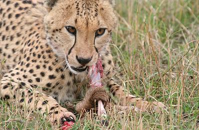 Gepard