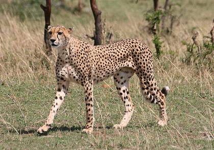 Gepard