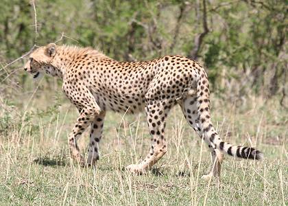 Gepard