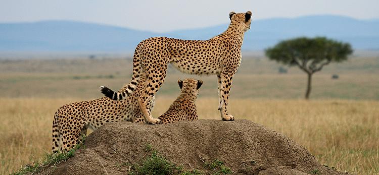 Gepard