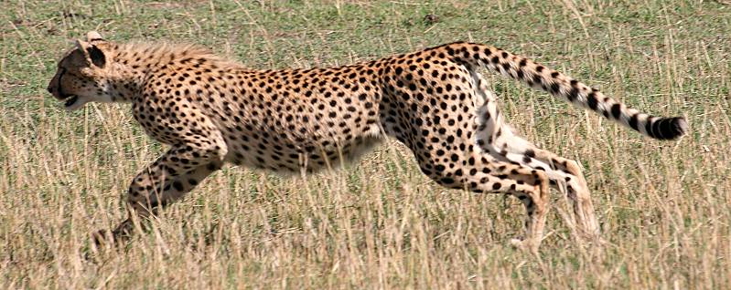 Gepard