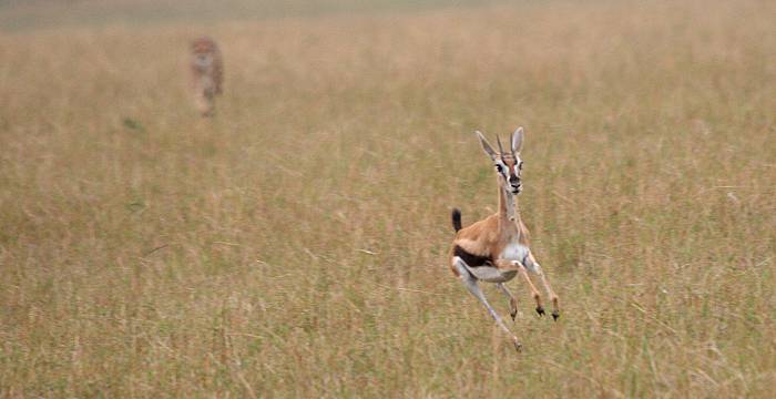 Gepard
