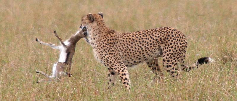 Gepard