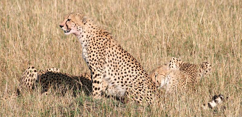 Gepard