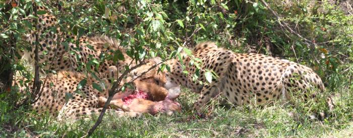 Gepard