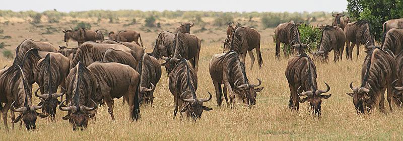 Gnu