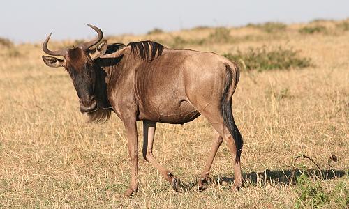 Gnu