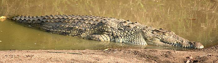 Nilkrokodil